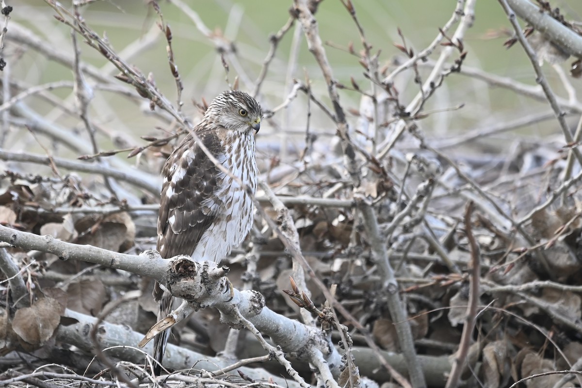 Cooper's Hawk - ML536805321