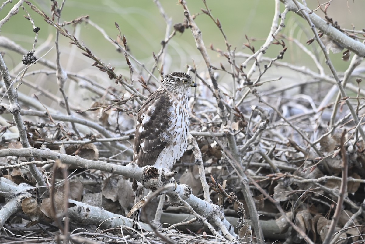 Cooper's Hawk - ML536805331