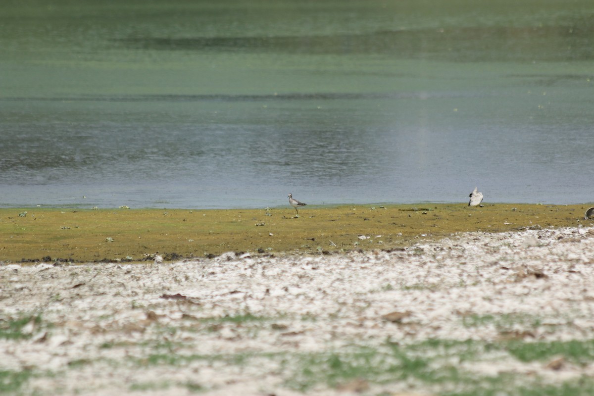 Wood Sandpiper - Vinod Shankar