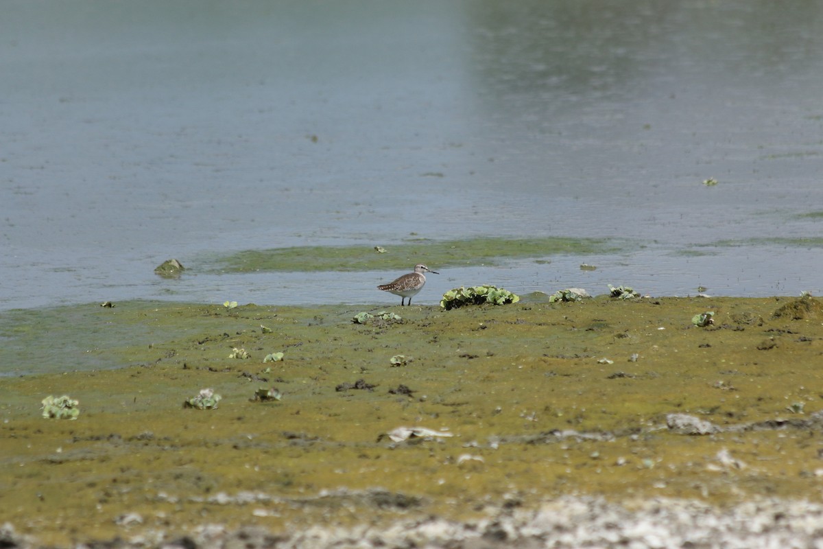 Wood Sandpiper - Vinod Shankar