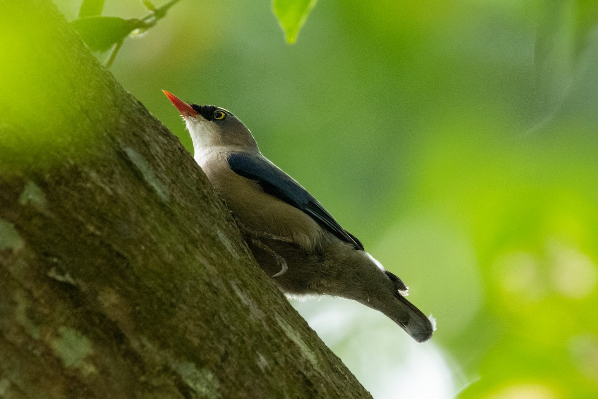 Velvet-fronted Nuthatch - ML536806931