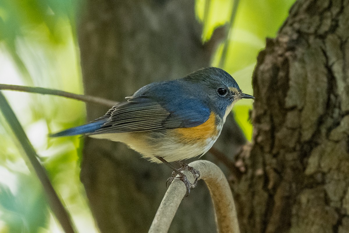 Red-flanked Bluetail - Kelvin NG