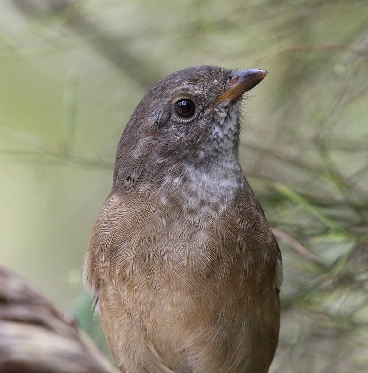 Olive Whistler - ML536810681