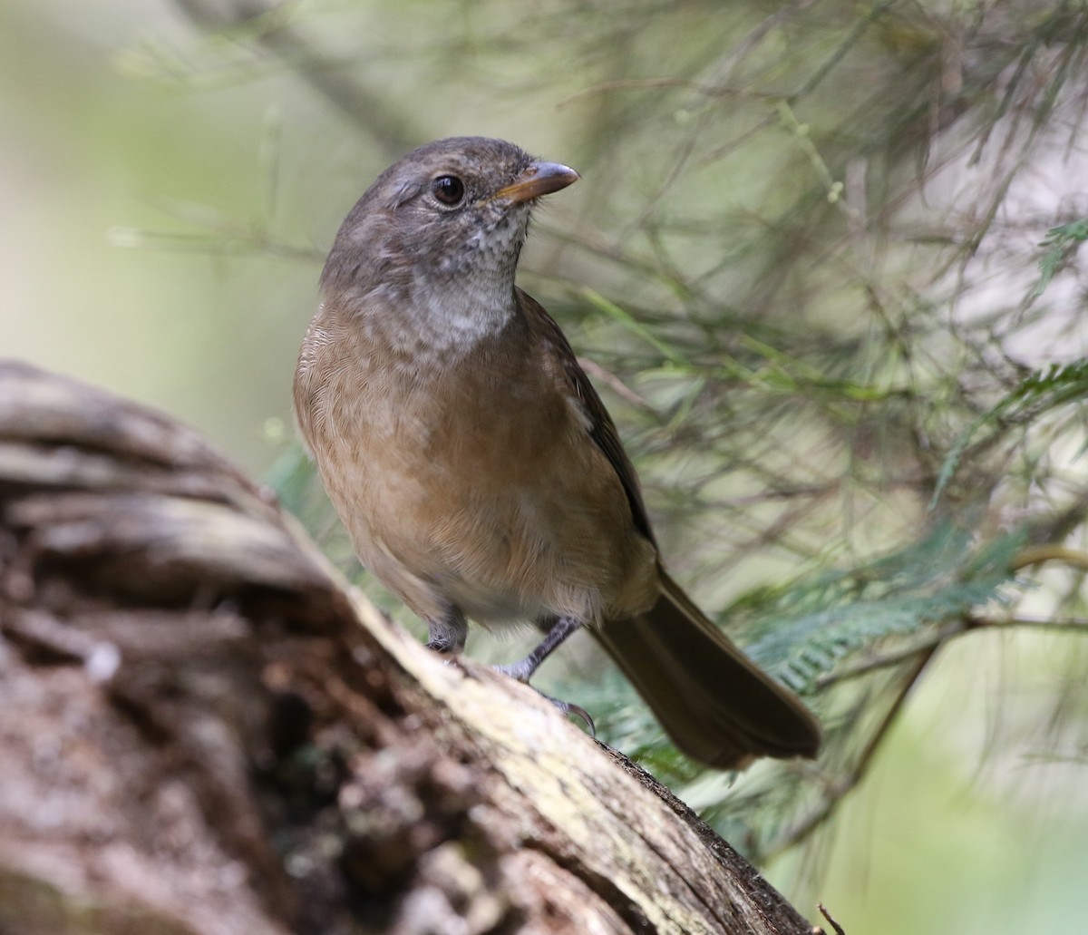 Olive Whistler - ML536810691