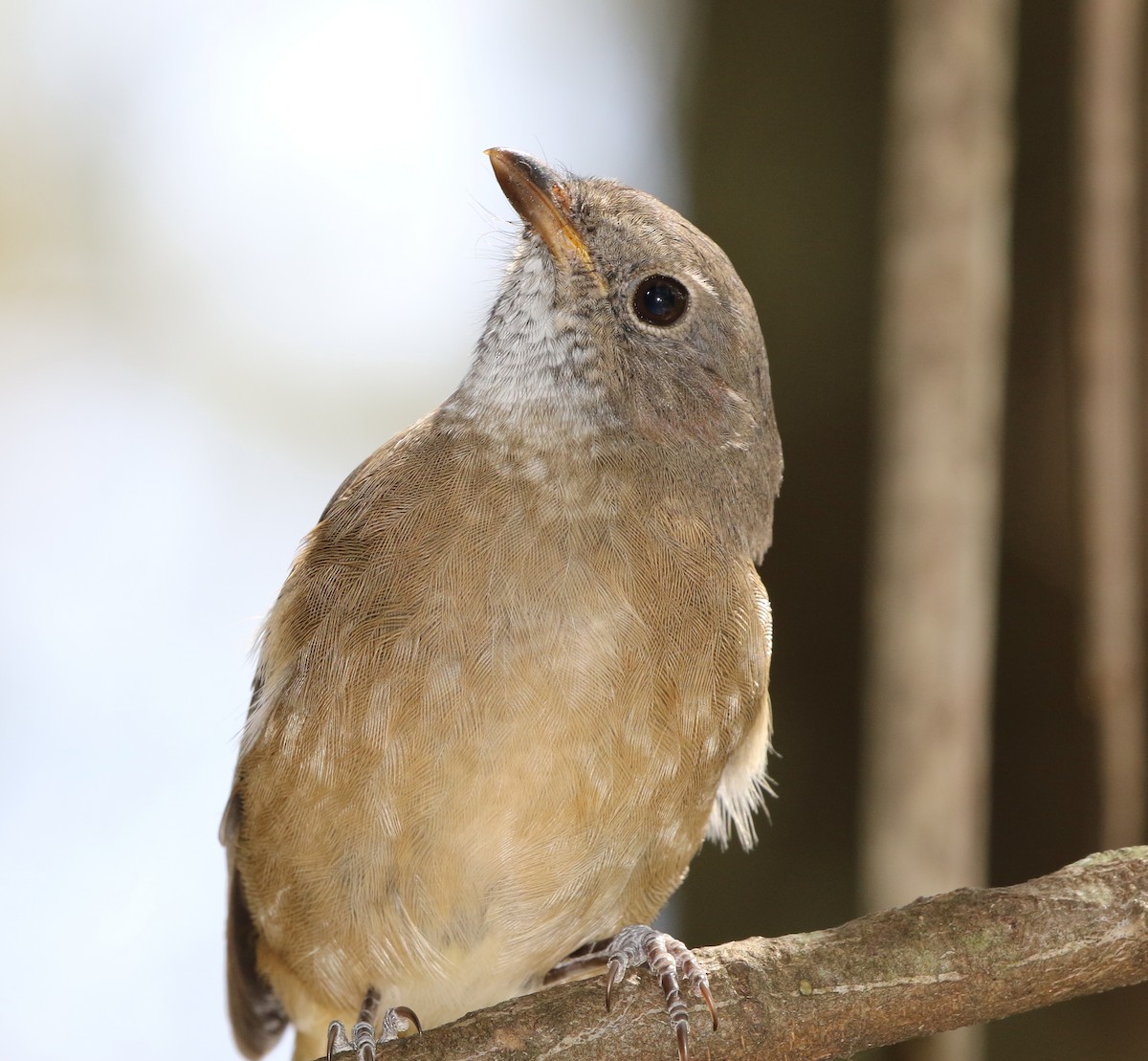 Olive Whistler - ML536810701