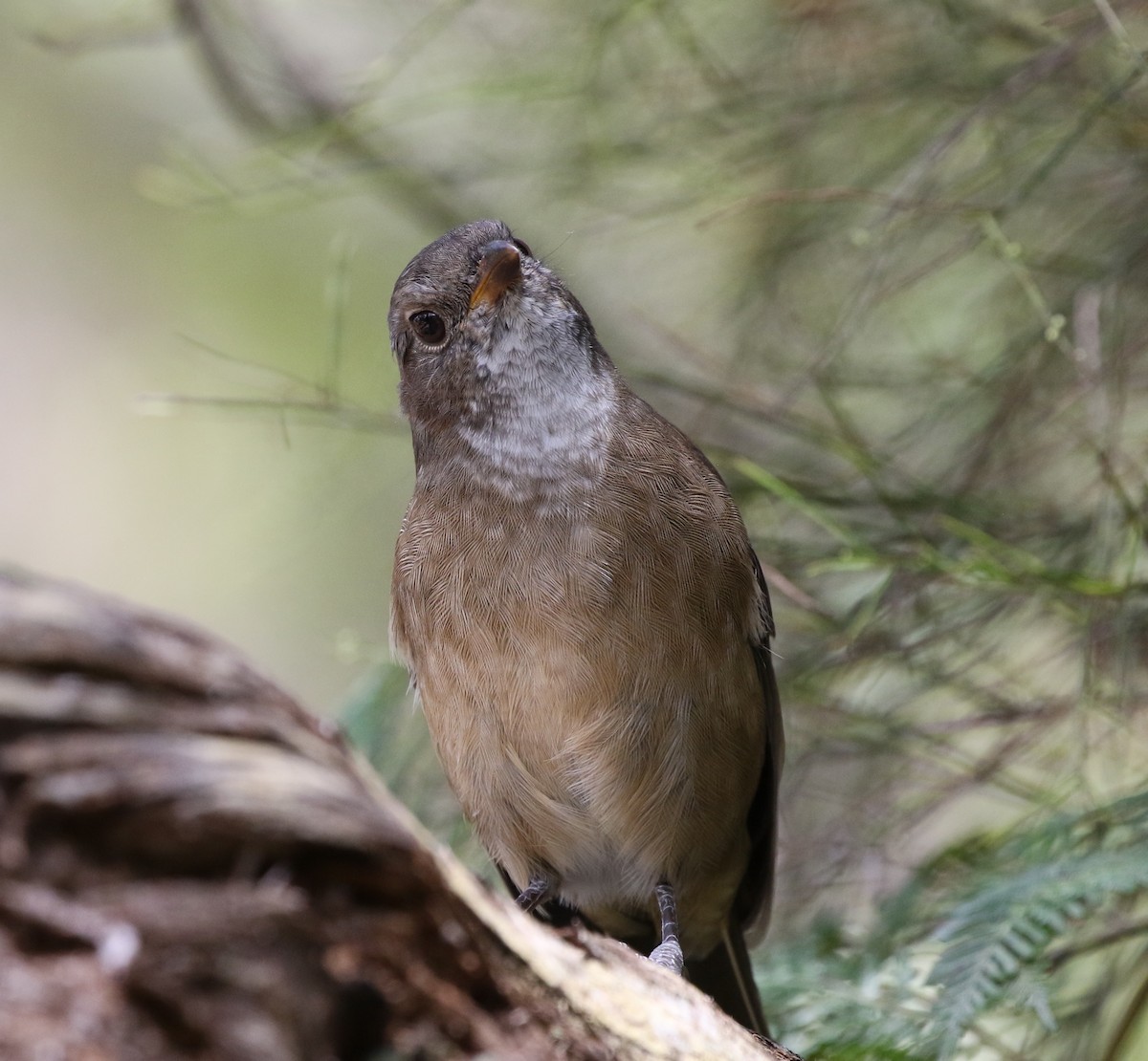 Olive Whistler - ML536810711