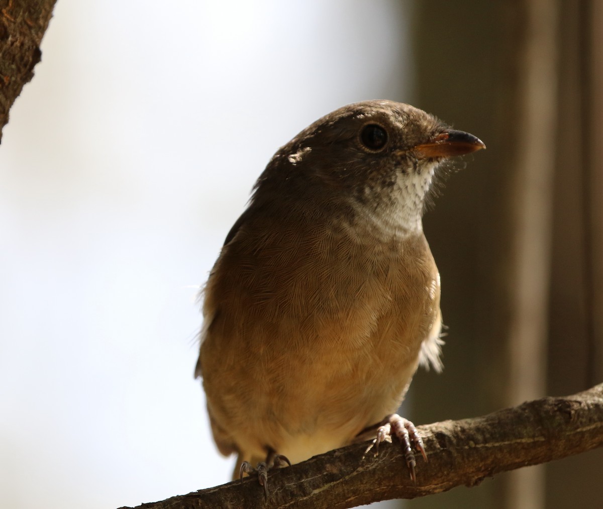 Olive Whistler - ML536810721