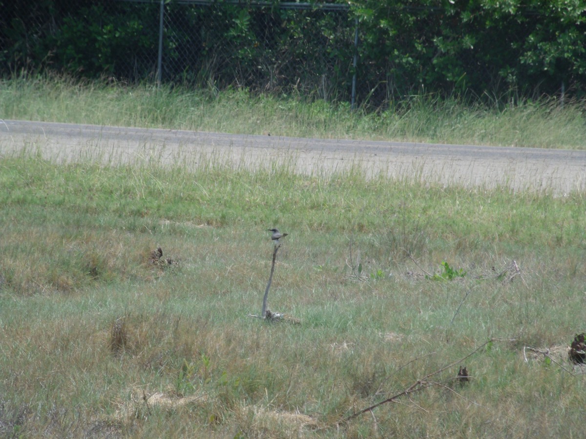 Gray Kingbird - ML53681121