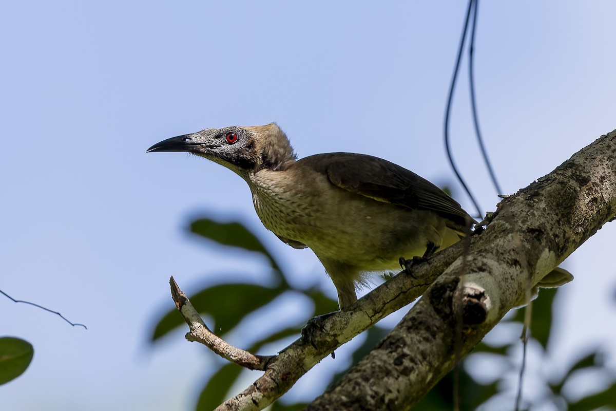 Helmeted Friarbird - ML536811261