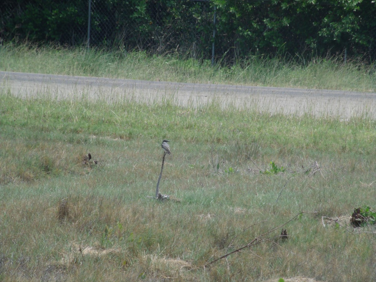 Gray Kingbird - ML53681131