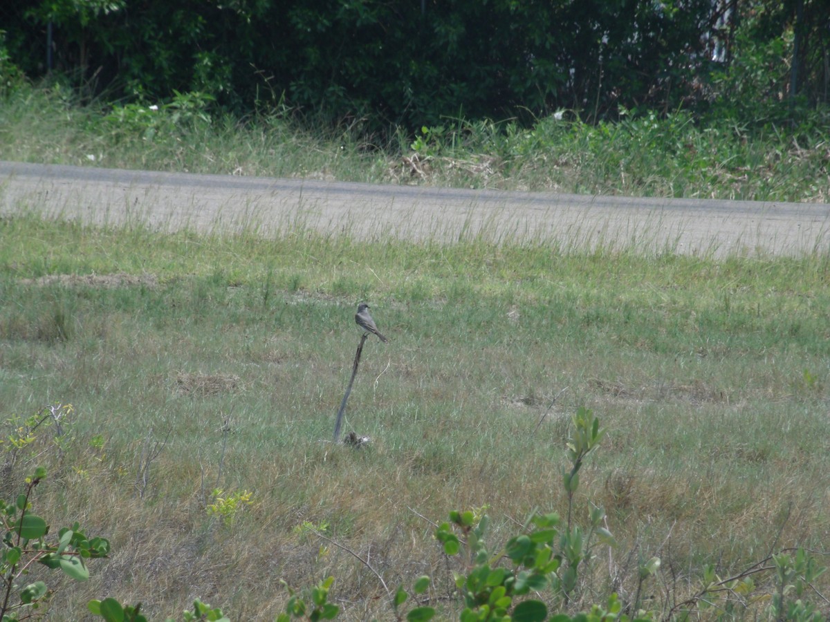 Gray Kingbird - Ali Urbina