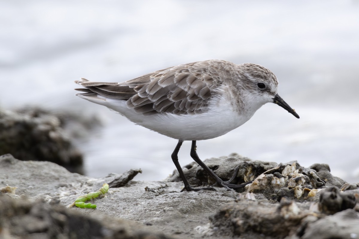 Little Stint - ML536812401