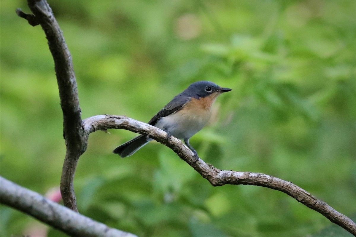 Leaden Flycatcher - Steven Edwards