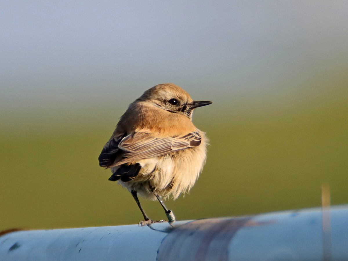 Desert Wheatear - ML536813521