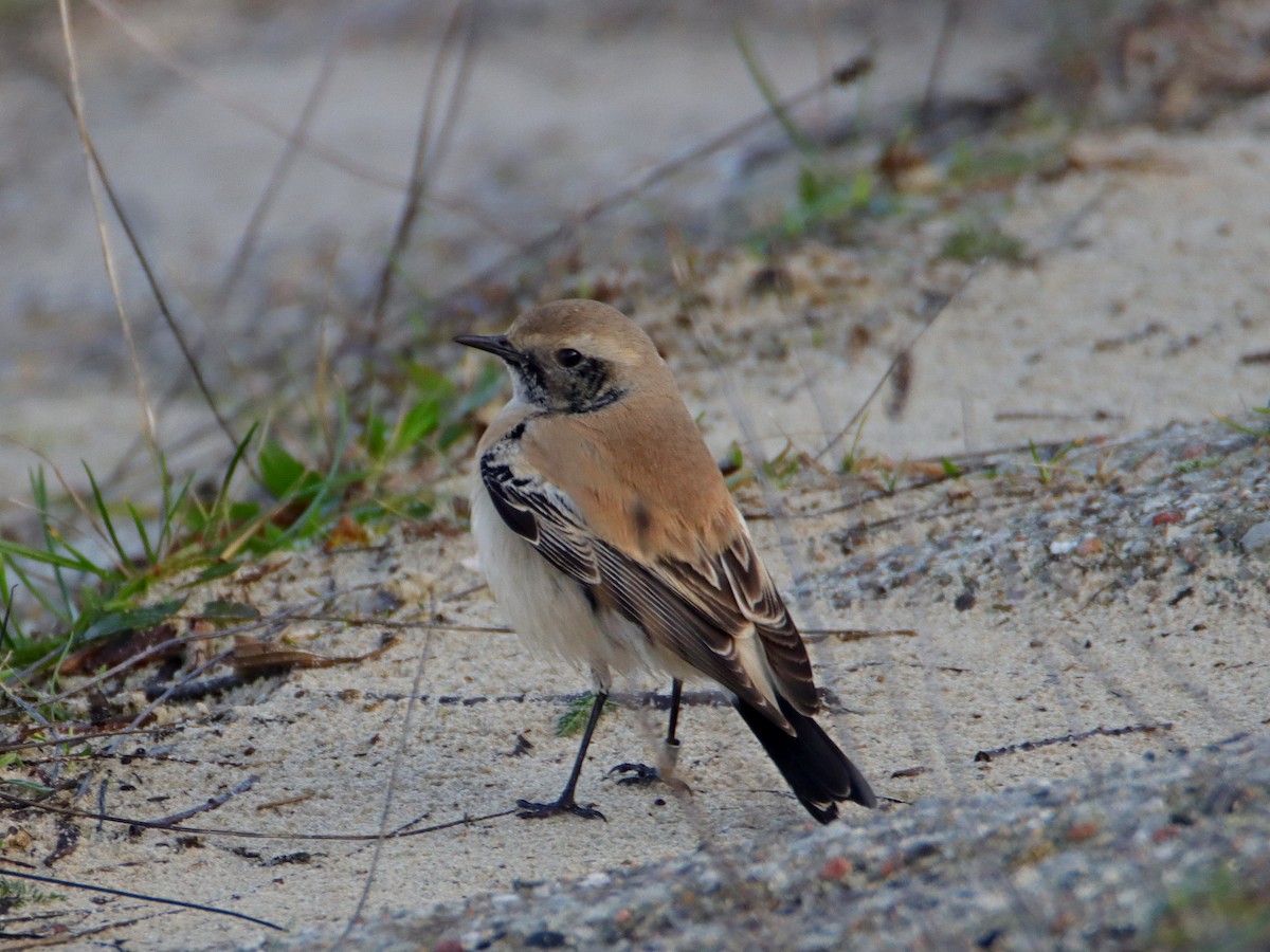 Desert Wheatear - ML536813551