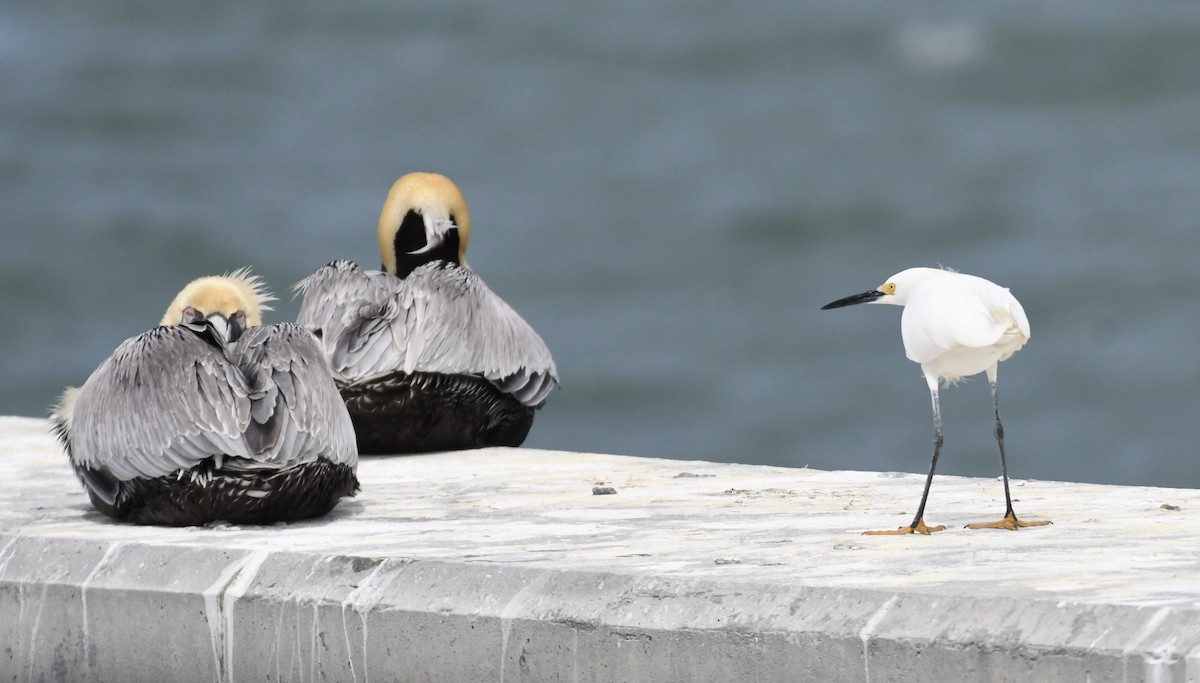 Snowy Egret - ML536814011