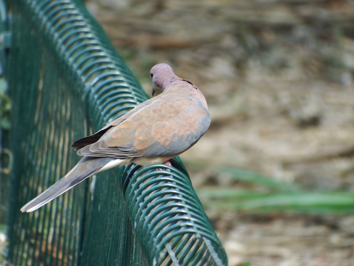 Laughing Dove - ML536815111