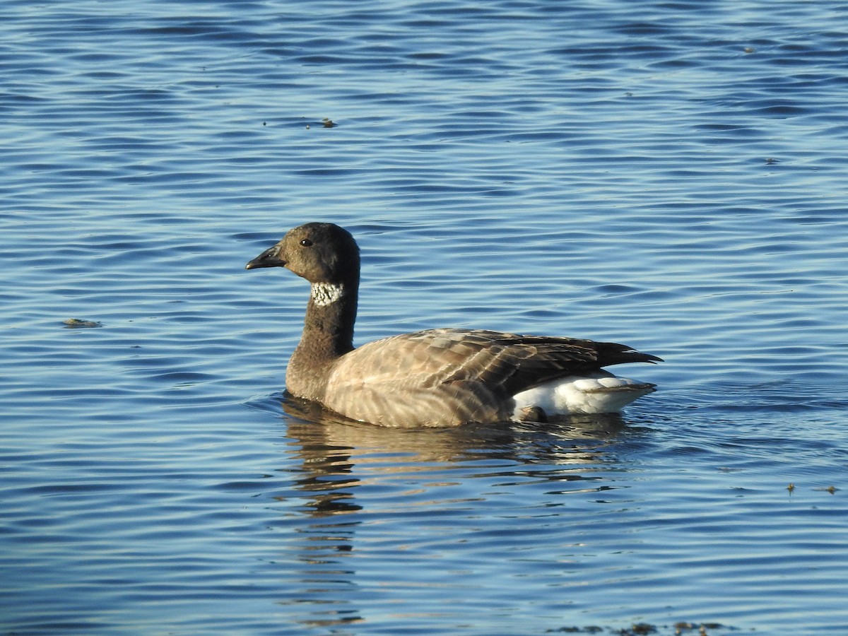 Brant - ML536816231