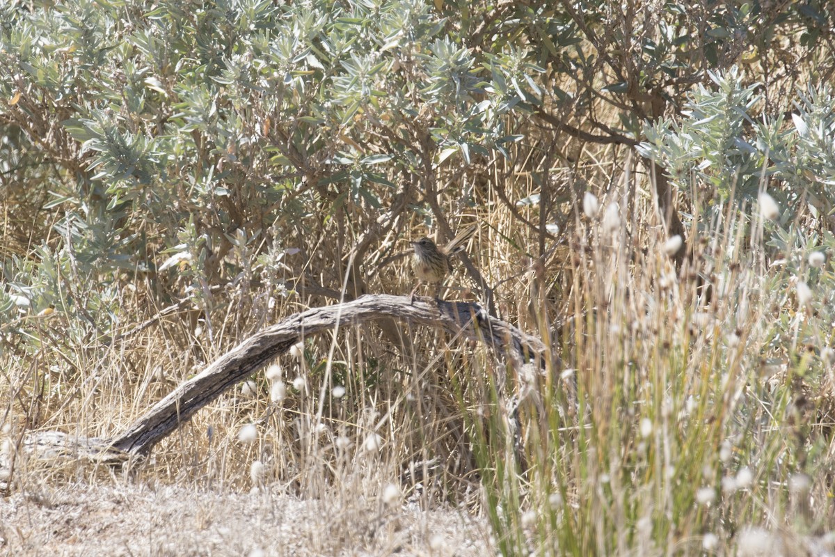 Striated Fieldwren - ML536818371