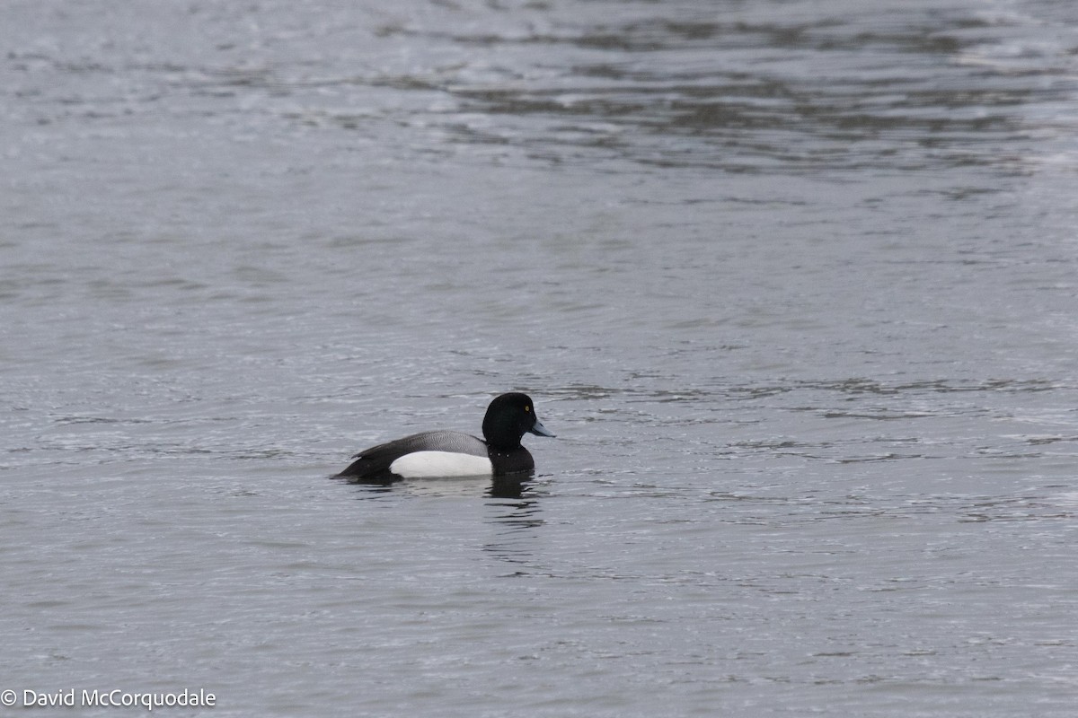 Greater Scaup - ML536818571