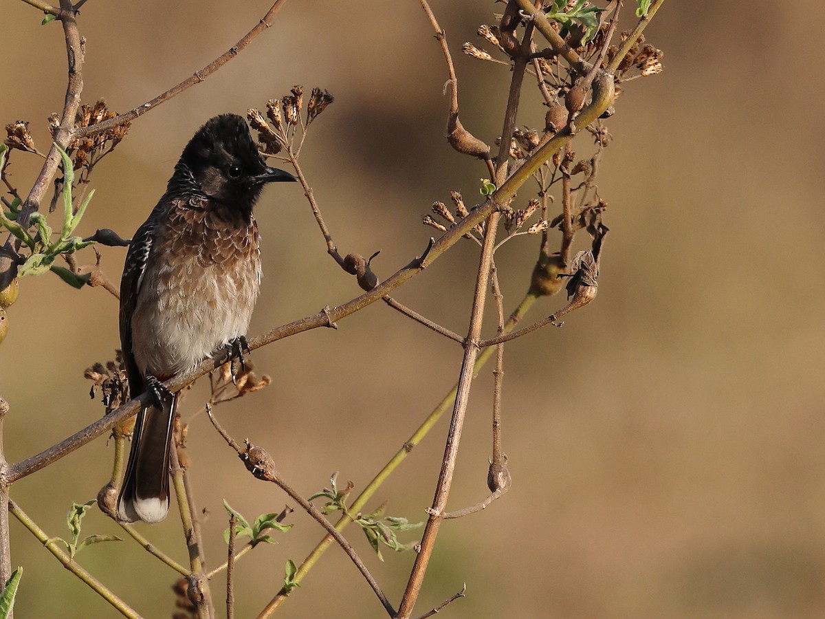 Red-vented Bulbul - ML536819581