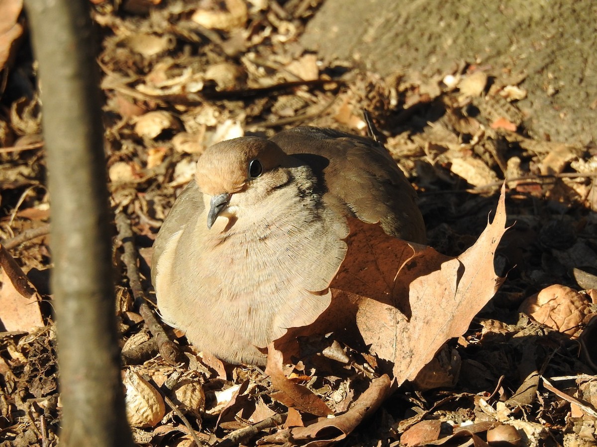 Mourning Dove - ML536819971