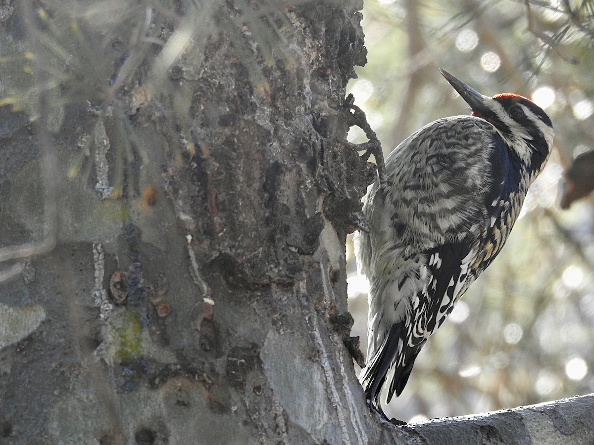 Yellow-bellied Sapsucker - ML536820051