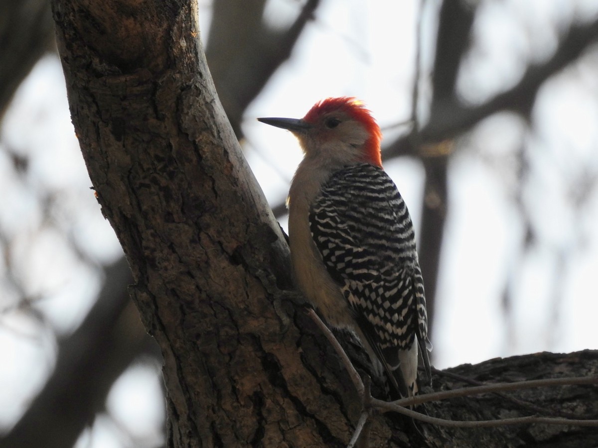 Red-bellied Woodpecker - ML536820121