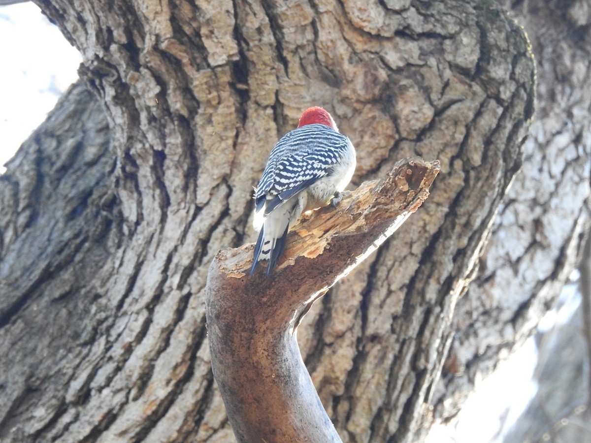 Red-bellied Woodpecker - jerod peitsmeyer