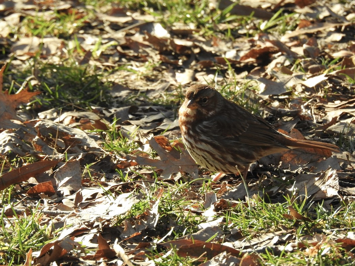 Fox Sparrow - ML536820361