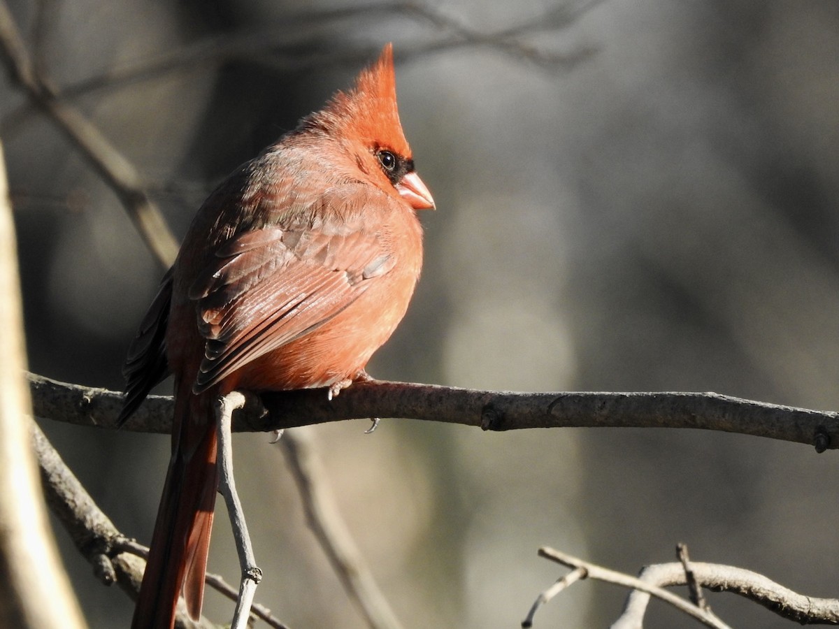 Cardinal rouge - ML536820431