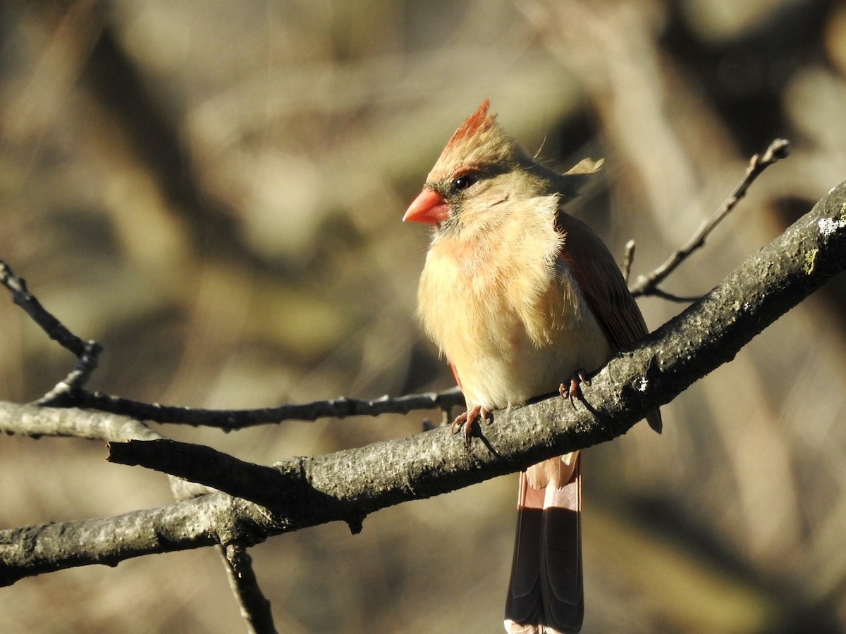 Cardinal rouge - ML536820441