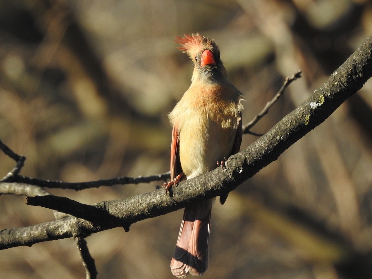 Cardinal rouge - ML536820451