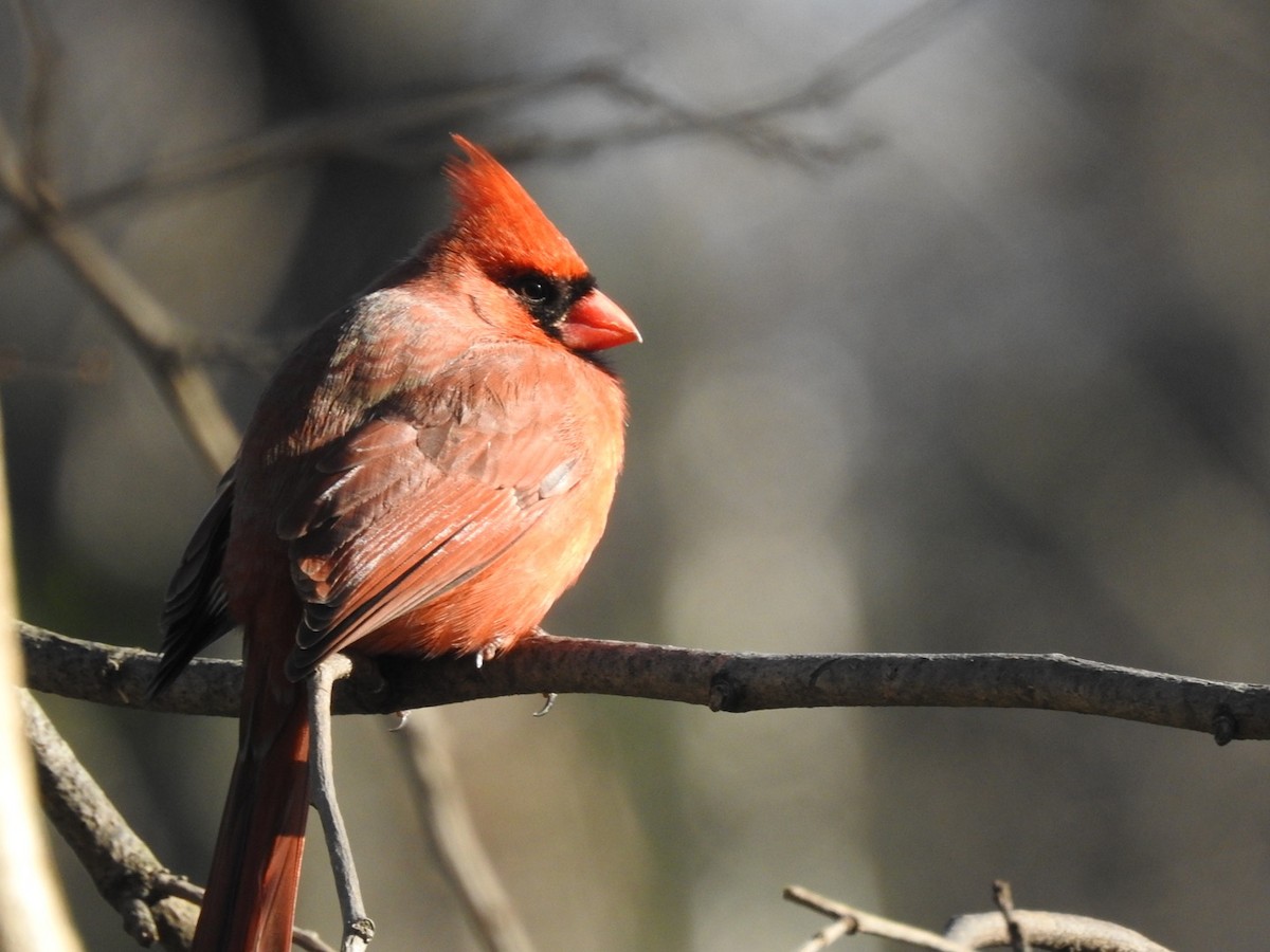 Cardinal rouge - ML536820461