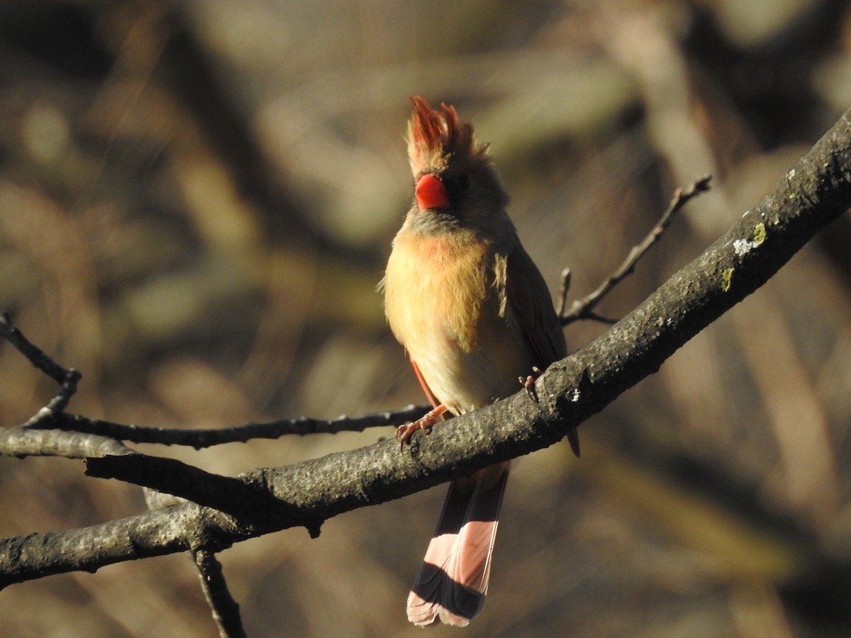 Cardinal rouge - ML536820471