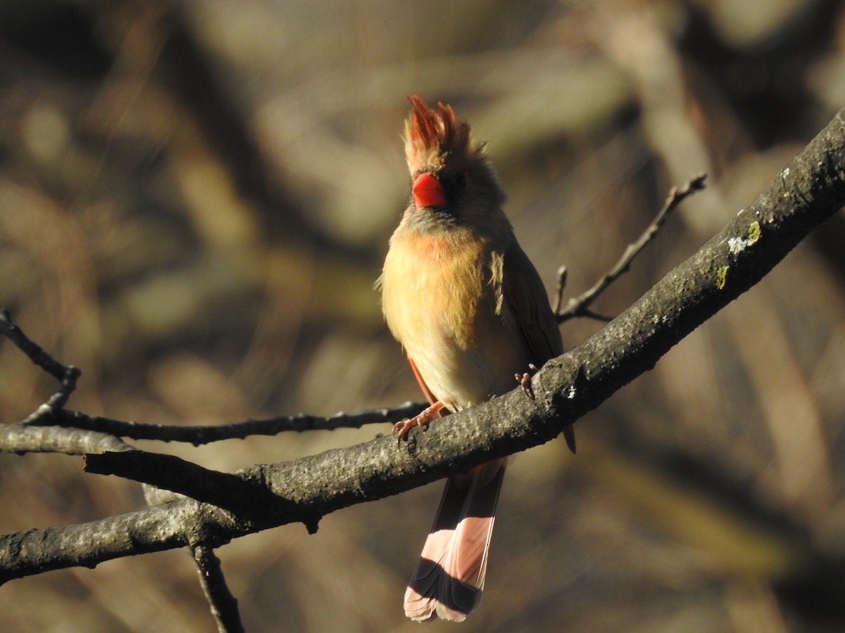 Cardinal rouge - ML536820471