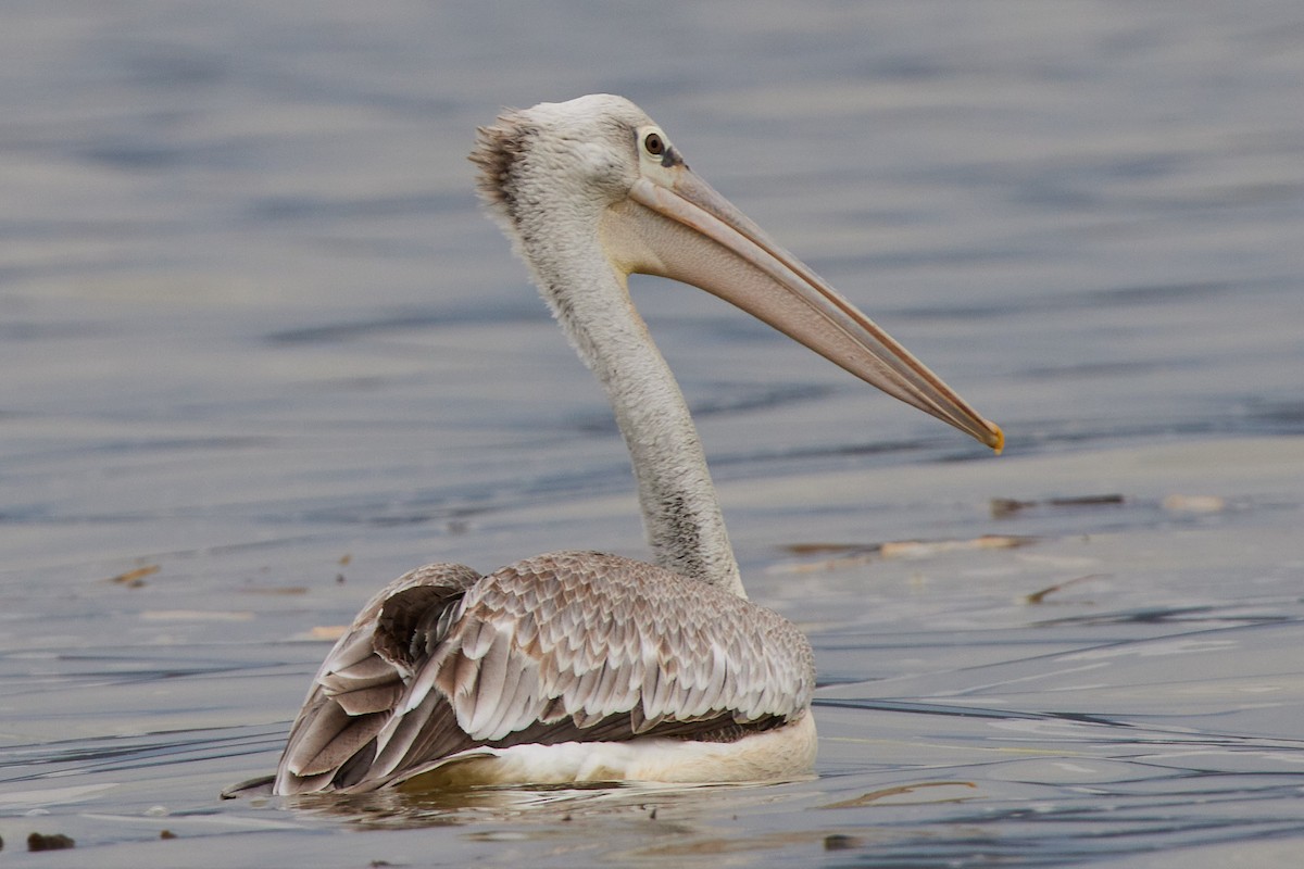 Pink-backed Pelican - Oliver Kell