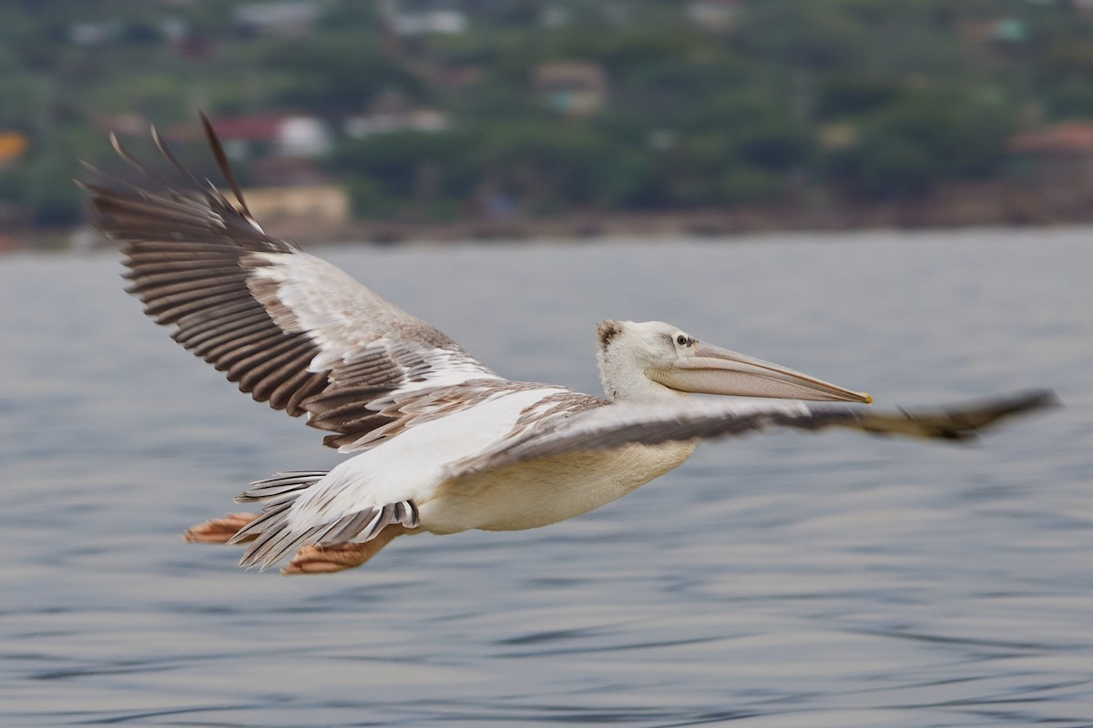 Pink-backed Pelican - ML536820671