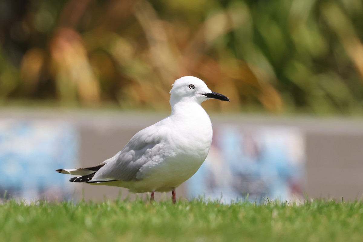 Black-billed Gull - ML536821351