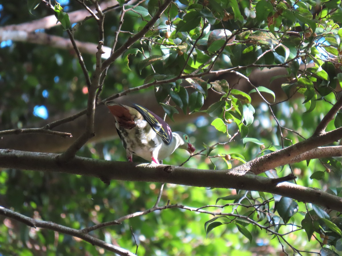 Thick-billed Green-Pigeon - ML536821541