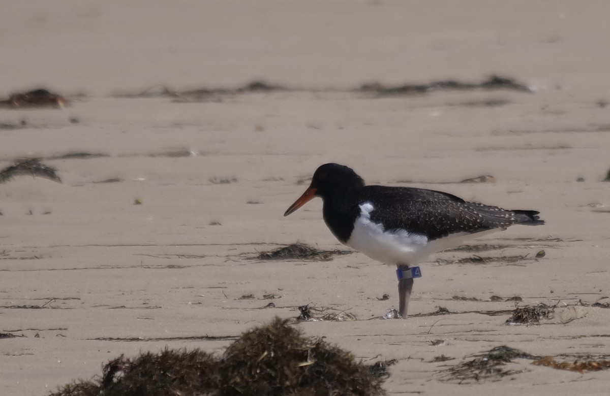 Pied Oystercatcher - Cate Cousland