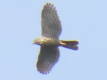 Crested Goshawk - ML536821671