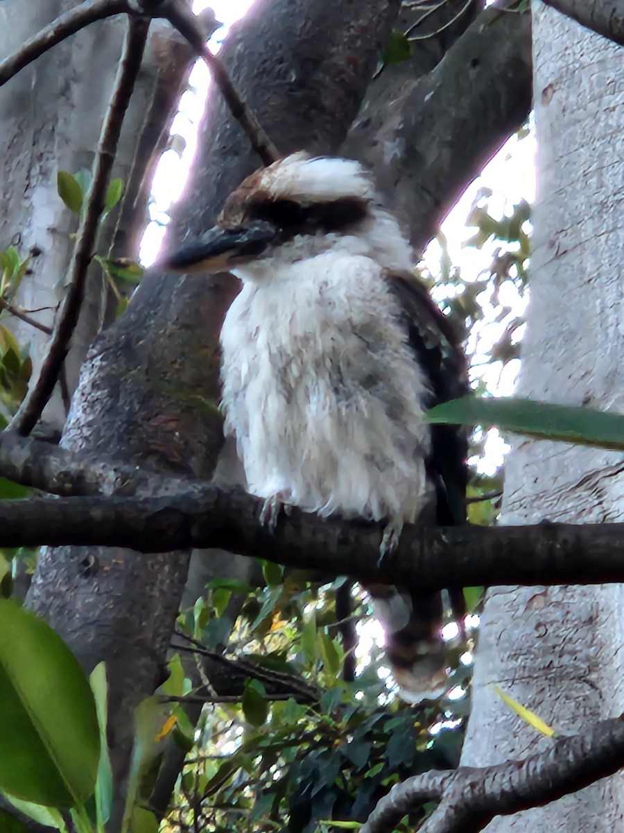 Laughing Kookaburra - ML536823161