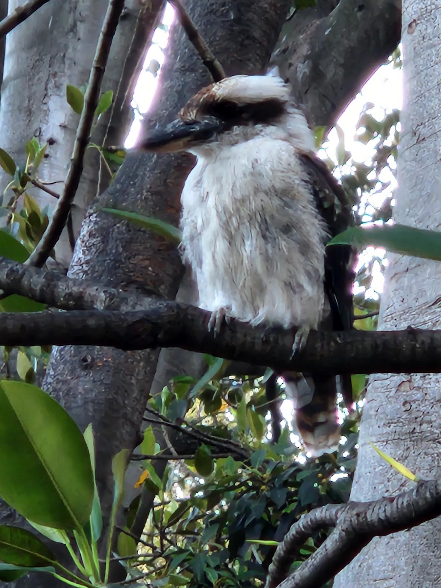 Laughing Kookaburra - Anonymous