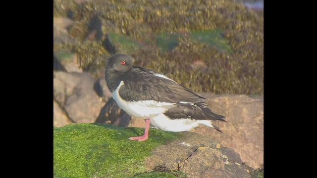 שלצדף החוף - ML536823481