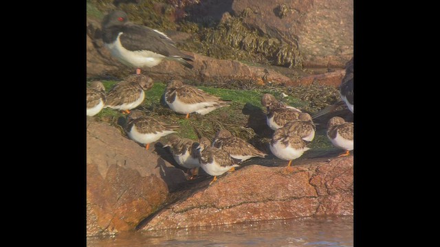 ארנריה אדמונית - ML536823671