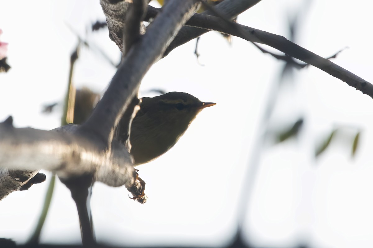 Booted/Sykes's Warbler - ML536825621