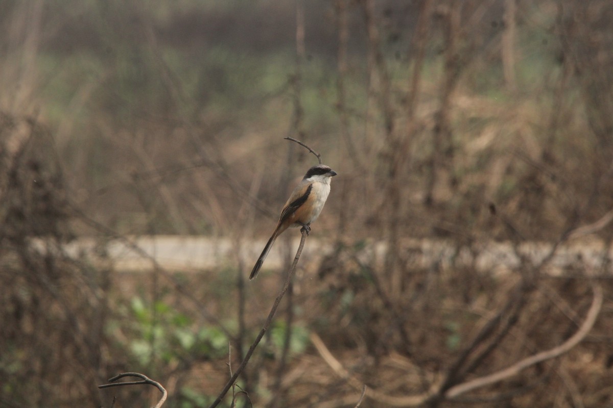 Long-tailed Shrike (erythronotus/caniceps) - ML536826411