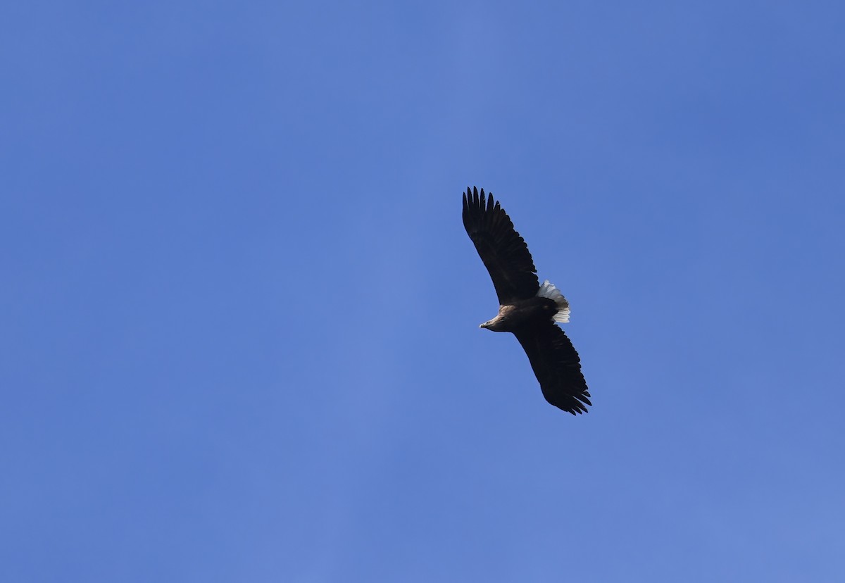 White-tailed Eagle - ML536826421