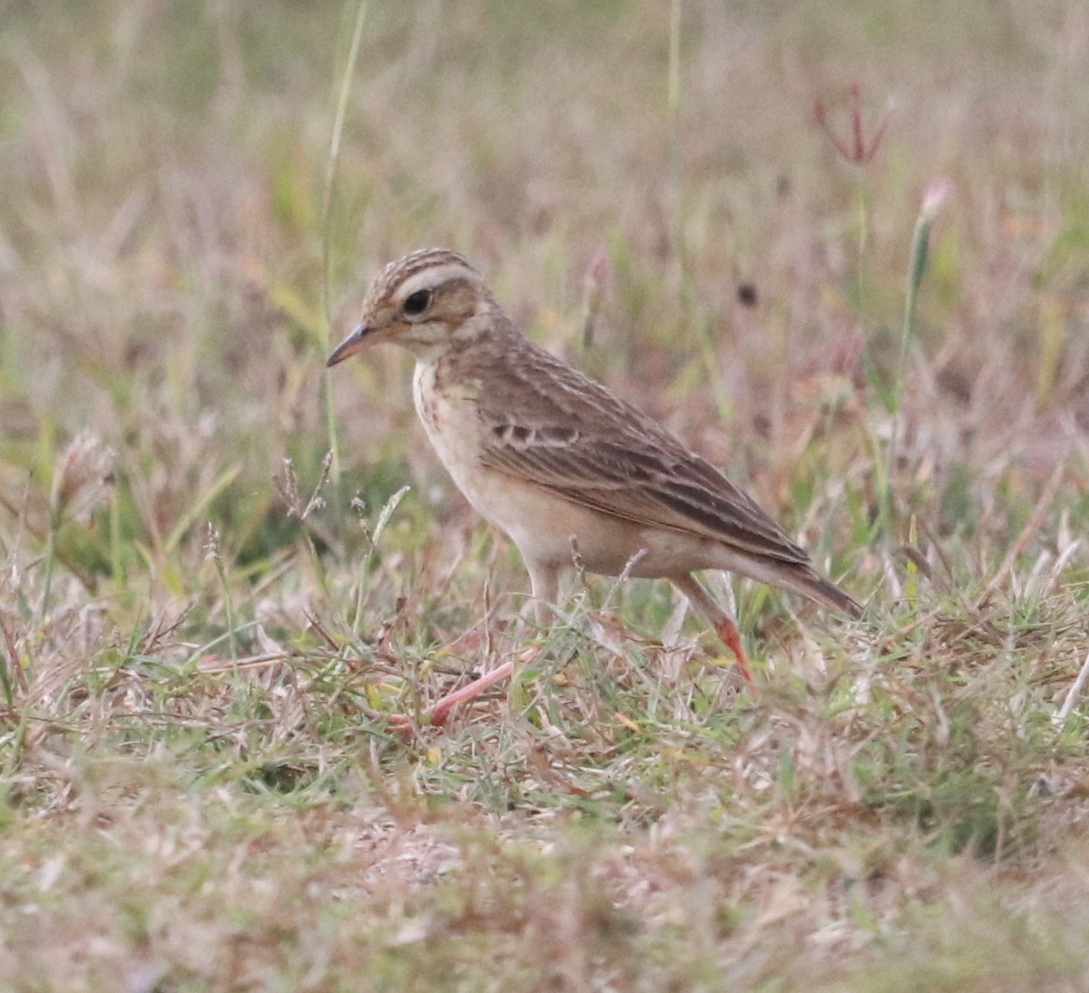 Paddyfield Pipit - Ravisankar Swaminathan